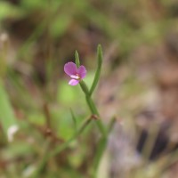 Canscora heteroclita (L.) Gilg